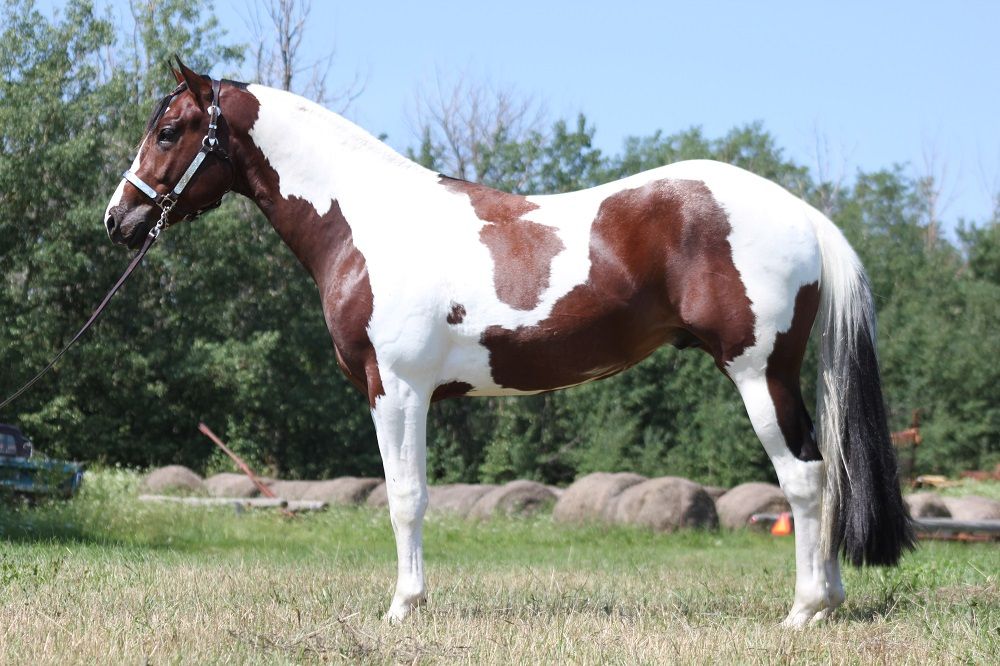 Tobiano Horse